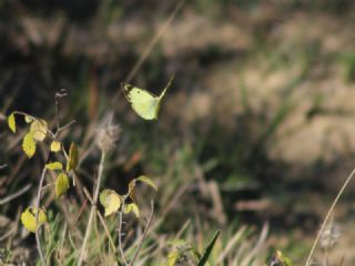Gzel Azamet (Colias alfacariensis)