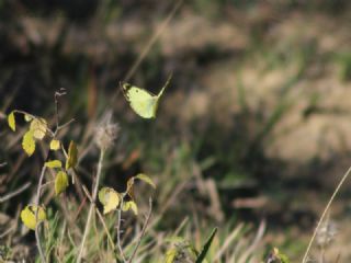 Gzel Azamet (Colias sareptensis)