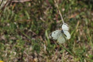 G�zel Azamet&nbsp;(Colias&nbsp;alfacariensis)