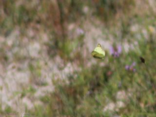 Gzel Azamet (Colias alfacariensis)