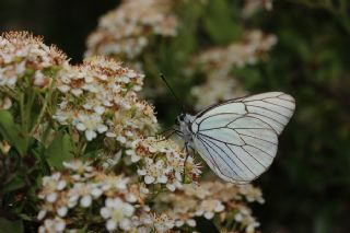 Al Beyaz (Aporia crataegi)