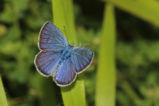 okgzl Gzel Mavi (Polyommatus bellis)