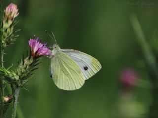 Kk Beyazmelek (Pieris rapae)