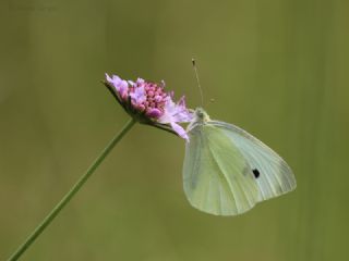 Kk Beyazmelek (Pieris rapae)