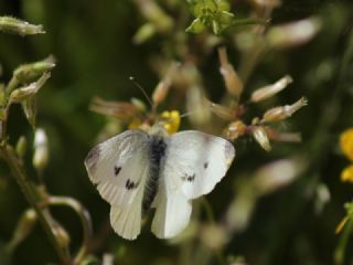 Kk Beyazmelek (Pieris rapae)