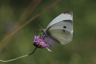 Kk Beyazmelek (Pieris rapae)