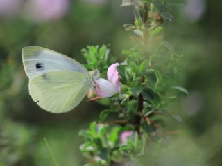 Kk Beyazmelek (Pieris rapae)