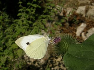 Byk Beyazmelek  (Pieris brassicae)