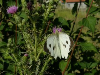 Byk Beyazmelek  (Pieris brassicae)