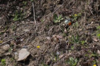 Turuncu Ssl (Anthocharis cardamines)