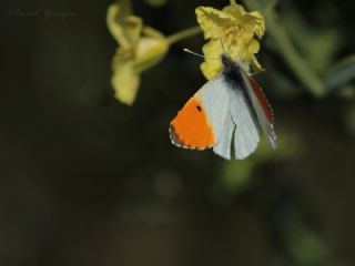 Turuncu Ssl (Anthocharis cardamines)