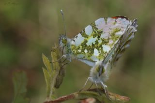 Turuncu Ssl (Anthocharis cardamines)