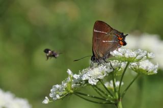 Karaaa Sevbenisi (Satyrium w-album)