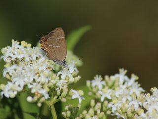 Karaaa Sevbenisi (Satyrium w-album)