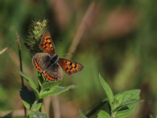 Benekli Bakr Gzeli (Lycaena phlaeas)