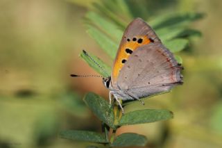 Benekli Bakr Gzeli (Lycaena phlaeas)