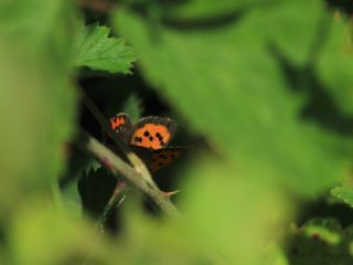 Benekli Bakr Gzeli (Lycaena phlaeas)