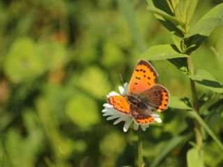 Benekli Bakr Gzeli (Lycaena phlaeas)