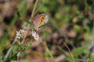 Benekli Bakr Gzeli (Lycaena phlaeas)