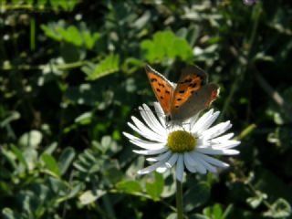 Benekli Bakr Gzeli (Lycaena phlaeas)