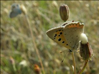 Benekli Bakr Gzeli (Lycaena phlaeas)