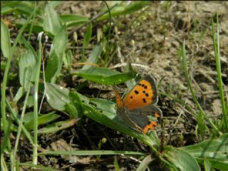 Benekli Bakr Gzeli (Lycaena phlaeas)