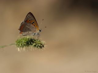 Benekli Bakr Gzeli (Lycaena phlaeas)