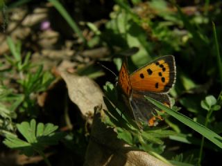 Benekli Bakr Gzeli (Lycaena phlaeas)