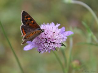 Benekli Bakr Gzeli (Lycaena phlaeas)