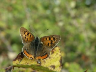 Benekli Bakr Gzeli (Lycaena phlaeas)