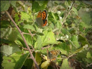 Benekli Bakr Gzeli (Lycaena phlaeas)