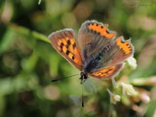 Benekli Bakr Gzeli (Lycaena phlaeas)