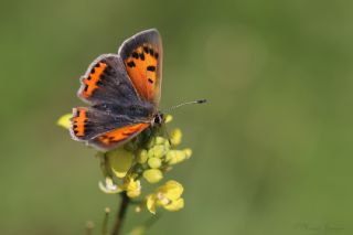 Benekli Bakr Gzeli (Lycaena phlaeas)