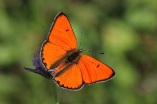 Byk Bakr Gzeli (Lycaena dispar)