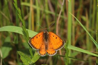 Byk Bakr Gzeli (Lycaena dispar)