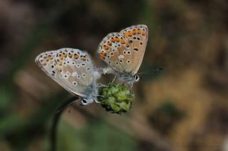 okgzl Balkan Mavisi (Aricia anteros )