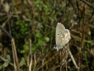 okgzl Balkan Mavisi (Aricia anteros )
