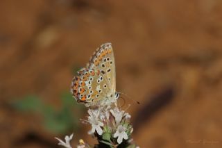 okgzl Balkan Mavisi (Aricia anteros )