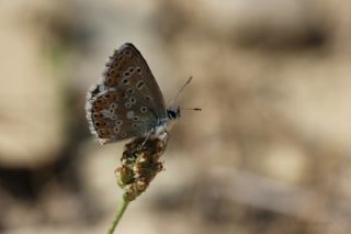 okgzl Balkan Mavisi (Aricia anteros )