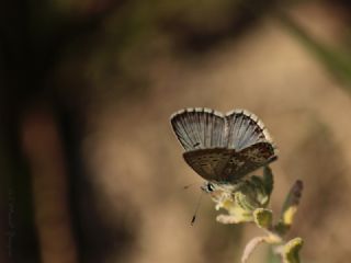 okgzl Balkan Mavisi (Aricia anteros )