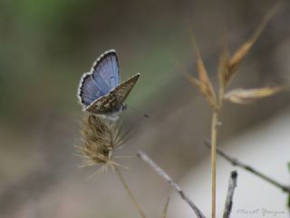 okgzl Balkan Mavisi (Aricia anteros )