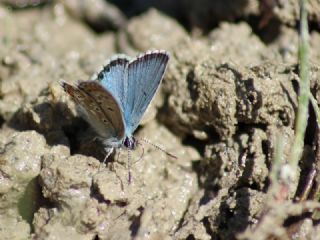 okgzl Balkan Mavisi (Aricia anteros )