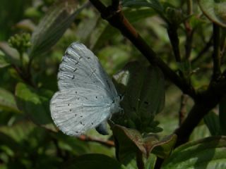 Kutsal Mavi (Celastrina argiolus)