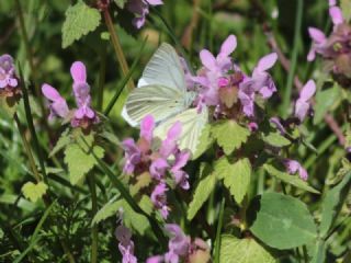 Yalanc Beyazmelek (Pieris pseudorapae)