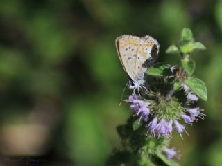 okgzl Balkan Mavisi (Aricia anteros )