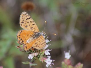 Benekli parhan (Melitaea didyma)