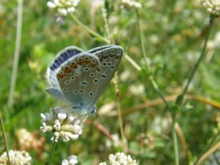 okgzl Meneke Mavisi (Polyommatus thersites)