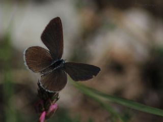 Mavi Osiris (Cupido osiris)