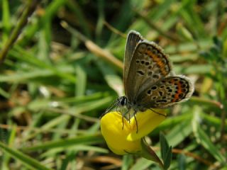 Gm Lekeli Esmergz (Plebejus argus)