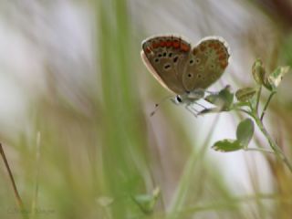 okgzl Esmer (Aricia agestis)